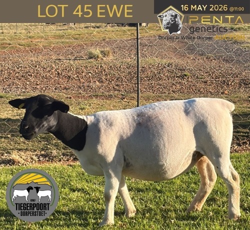 1 X DORPER T4 PREGNANT EWE Tiegerpoort Boerdery