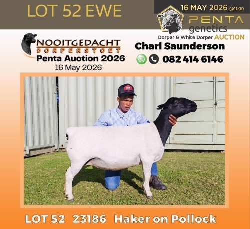1 X DORPER T5 PREGNANT EWE Nooitgedacht Dorper Stud