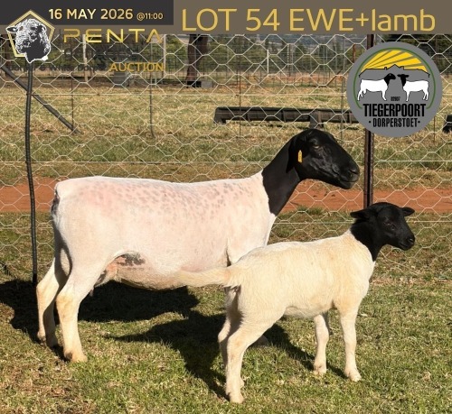 1+1 X DORPER T4 EWE Tiegerpoort Boerdery