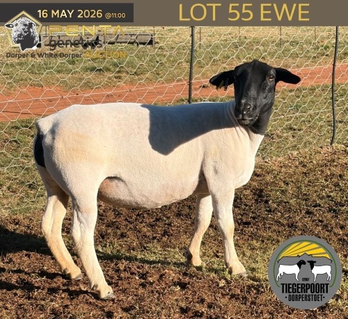 1 X DORPER T4 PREGNANT EWE Tiegerpoort Boerdery