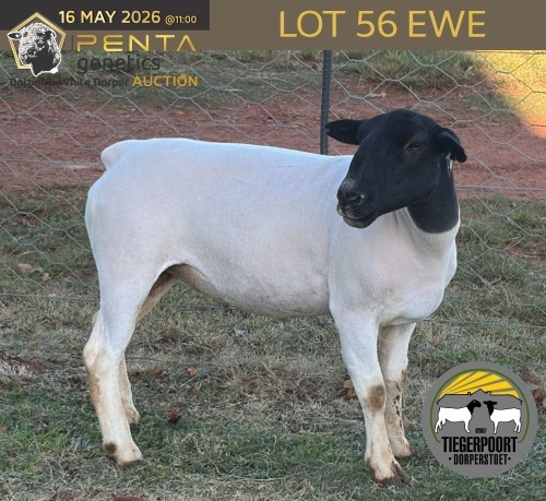1 X DORPER T4 PREGNANT EWE Tiegerpoort Boerdery