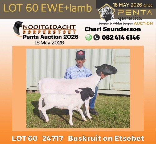 1 X DORPER T5 PREGNANT EWE Nooitgedacht Dorper Stud