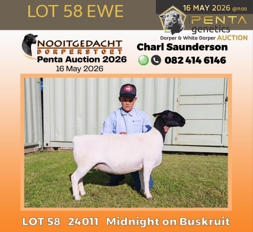 1 X DORPER T5 PREGNANT EWE Nooitgedacht Dorper Stud