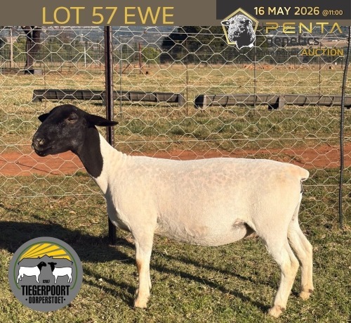 1 X DORPER T3 PREGNANT EWE Tiegerpoort Boerdery