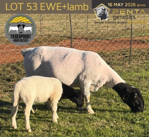 1+1 X DORPER T5 EWE Tiegerpoort Boerdery