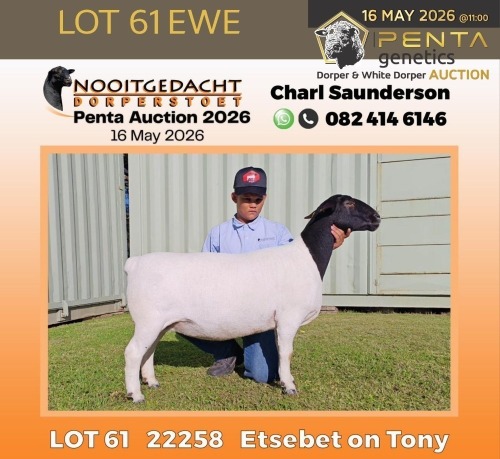 1 X DORPER T5 PREGNANT EWE Nooitgedacht Dorper Stud