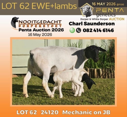 1 X DORPER T5 PREGNANT EWE Nooitgedacht Dorper Stud