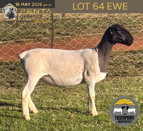1 X DORPER T4 PREGNANT EWE Tiegerpoort Boerdery