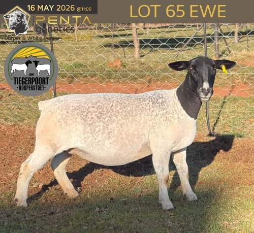 1 X DORPER T5 PREGNANT EWE Tiegerpoort Boerdery