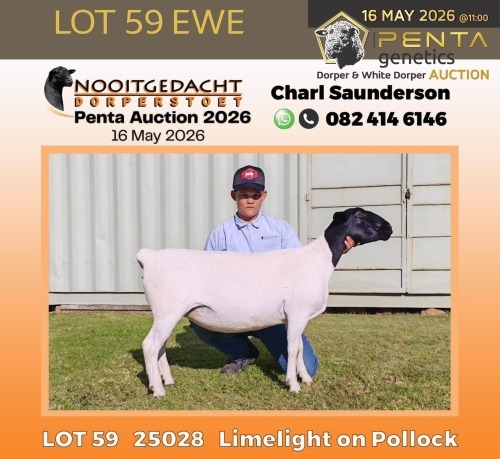 1 X DORPER T4 PREGNANT EWE Nooitgedacht Dorper Stud