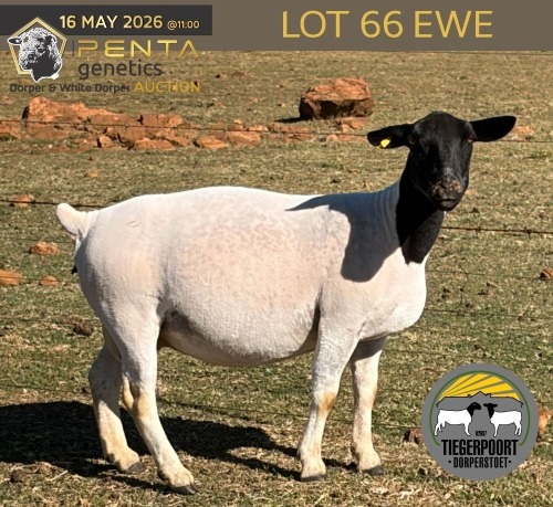 1 X DORPER T4 PREGNANT EWE Tiegerpoort Boerdery