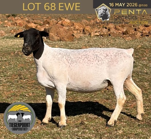 1 X DORPER T4 PREGNANT EWE Tiegerpoort Boerdery