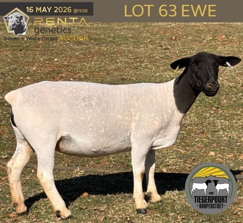 1 X DORPER T4 PREGNANT EWE Tiegerpoort Boerdery