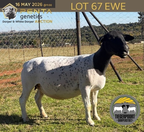 1 X DORPER T3 PREGNANT EWE Tiegerpoort Boerdery