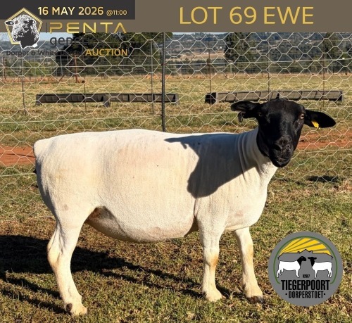 1 X DORPER T4 PREGNANT EWE Tiegerpoort Boerdery