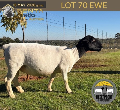 1 X DORPER T4 PREGNANT EWE Tiegerpoort Boerdery