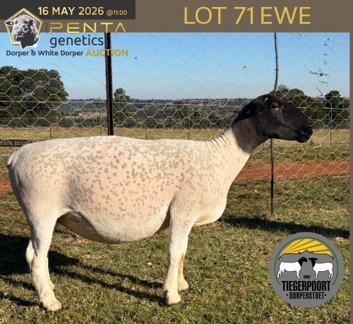 1 X DORPER T5 PREGNANT EWE Tiegerpoort Boerdery