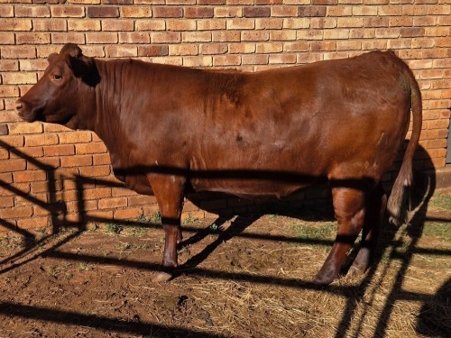 1 X BONSMARA COW VDK BOERDERY