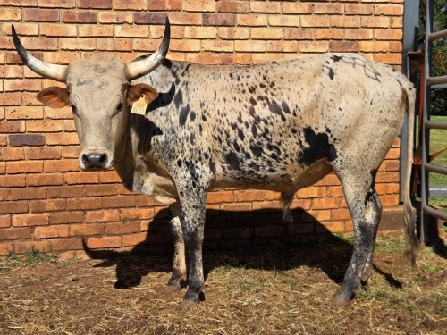 1 X NGUNI CATTLE MALE VDK BOERDERY