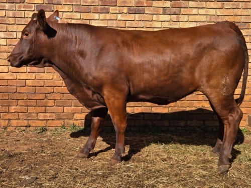 1 X BONSMARA COW VDK BOERDERY