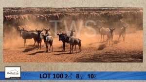 10X Blouwildebees/Blue Wildebeast M:2 V/F:8 Meletse Private Game Reserve (Per Piece to take the lot/Per stuk om lot te neem)