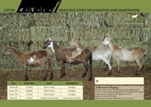 4 x Dragtige Stoet Meatmaster Ooie (Hartwater)