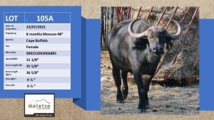 1X Buffel/Buffalo V/F:1 Meletse Private Game Reserve