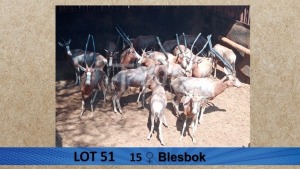 15X Blesbok/Blesbuck M: V/F:15 Visrivierbeleggings (Per Piece to take the lot/Per stuk om lot te neem)