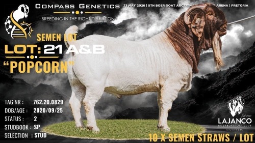 10 X BOER GOAT STUD SEMEN Lajanco Boerbokstoet