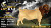 10 X BOER GOAT SEMEN Voorbok