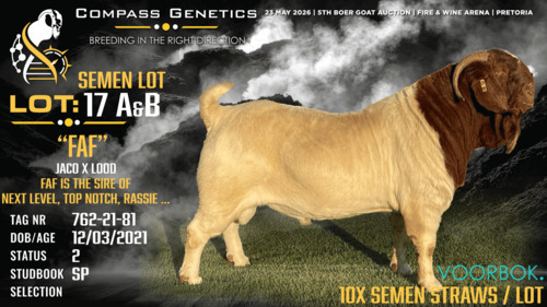 10 X BOER GOAT SEMEN Voorbok