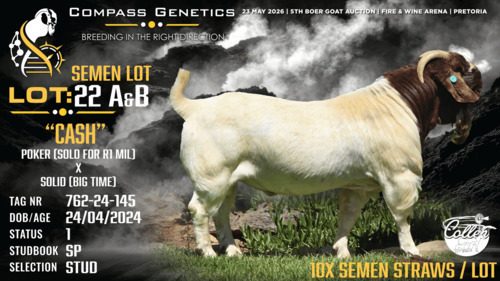 10 X BOER GOAT STUD SEMEN Collen Boerdery