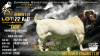 10 X BOER GOAT STUD SEMEN Collen Boerdery