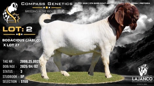 1 X BOER GOAT STUD BUCK Lajanco Boerbokstoet