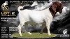 1 X BOER GOAT STUD BUCK Lajanco Boerbokstoet