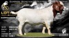 1 X BOER GOAT FLOCK ON TEAT BUCK Lajanco Boerbokstoet