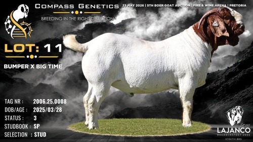 1 X BOER GOAT STUD BUCK Lajanco Boerbokstoet