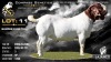 1 X BOER GOAT STUD BUCK Lajanco Boerbokstoet