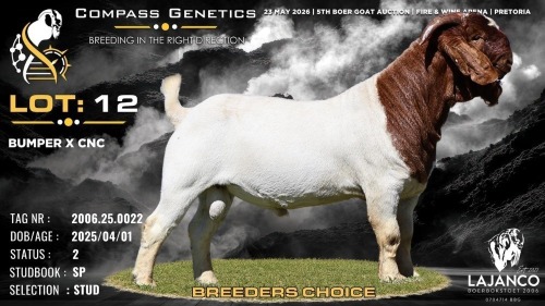 1 X BOER GOAT STUD BUCK Lajanco Boerbokstoet