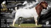 1 X BOER GOAT STUD BUCK Lajanco Boerbokstoet