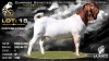 1 X BOER GOAT STUD BUCK Lajanco Boerbokstoet