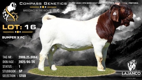 1 X BOER GOAT STUD BUCK Lajanco Boerbokstoet