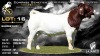 1 X BOER GOAT STUD BUCK Lajanco Boerbokstoet