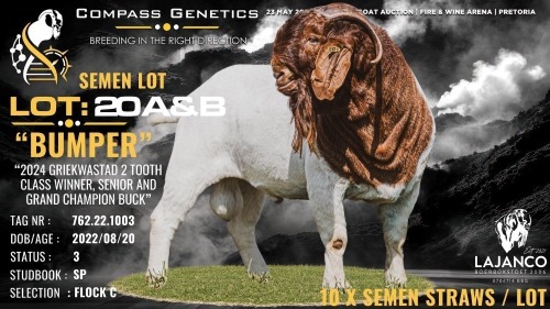 10 X BOER GOAT FLOCK ON TEAT SEMEN Lajanco Boerbokstoet