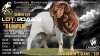 10 X BOER GOAT FLOCK ON TEAT SEMEN Lajanco Boerbokstoet
