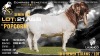 10 X BOER GOAT STUD SEMEN Lajanco Boerbokstoet