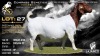 1 X BOER GOAT FLOCK PREGNANT DOE Lajanco Boerbokstoet