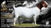 1 X BOER GOAT STUD PREGNANT DOE Lajanco Boerbokstoet