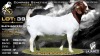 1 X BOER GOAT STUD DOE Lajanco Boerbokstoet