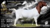 1 X BOER GOAT STUD DOE Lajanco Boerbokstoet